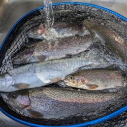 スプーンとミノーに好反応